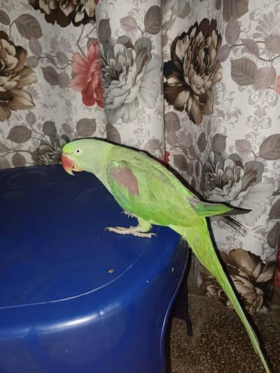 raw parrot hand tame taking bird 0370.1421390