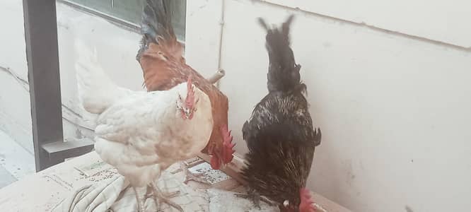 desi mrgha(2 nos) and desi murghi(ande dene wali) 1 no)