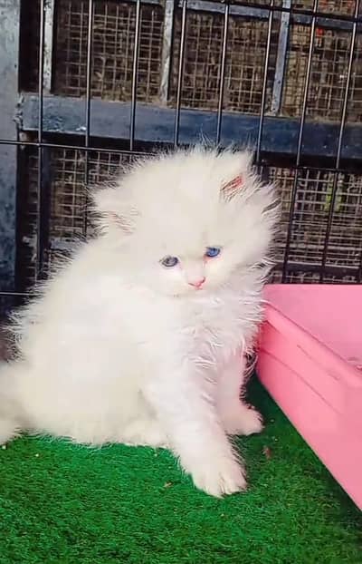 Persian Cats & Kittens for Sale may WhatsApp 03472175246