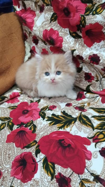 3 triple coated kitten  03051567711