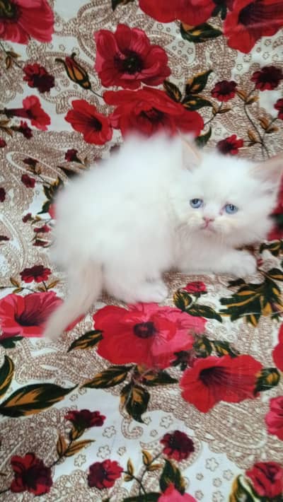 3 triple coated kitten  03051567711