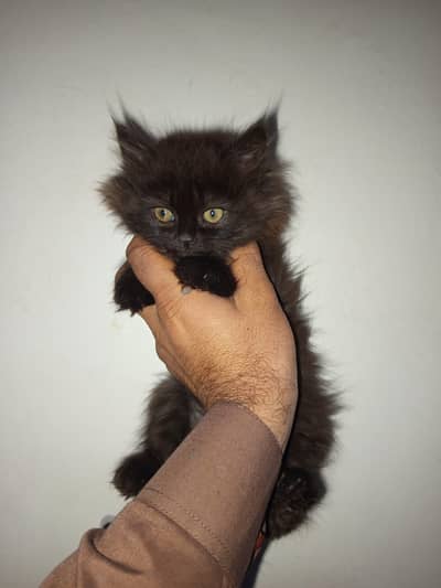Chocolate Brown Pershian Female kitten 