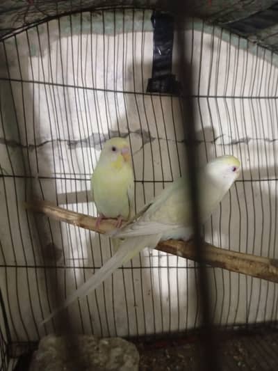 Premium 3 Australian Pairs – Ready for Breeding