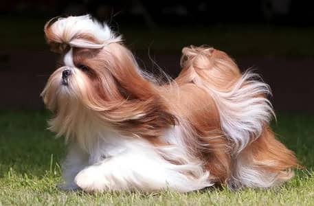 SHITZU PEDIGREE BREEDER FEMALE