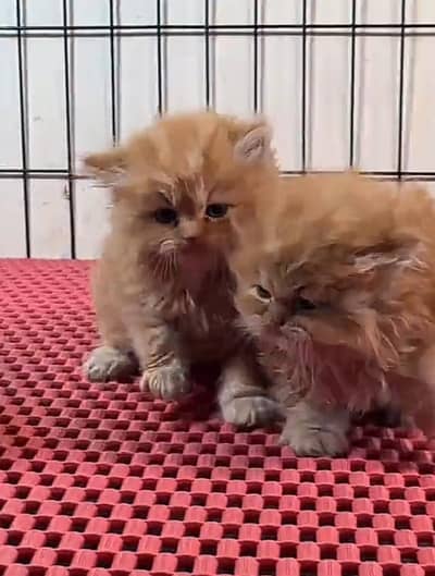Persian Cats & Kittens for Sale may WhatsApp 03472175246