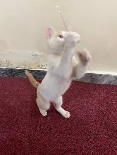 cute Persian kitten for sale