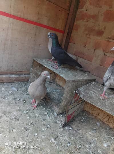 Gola Fance pigeons