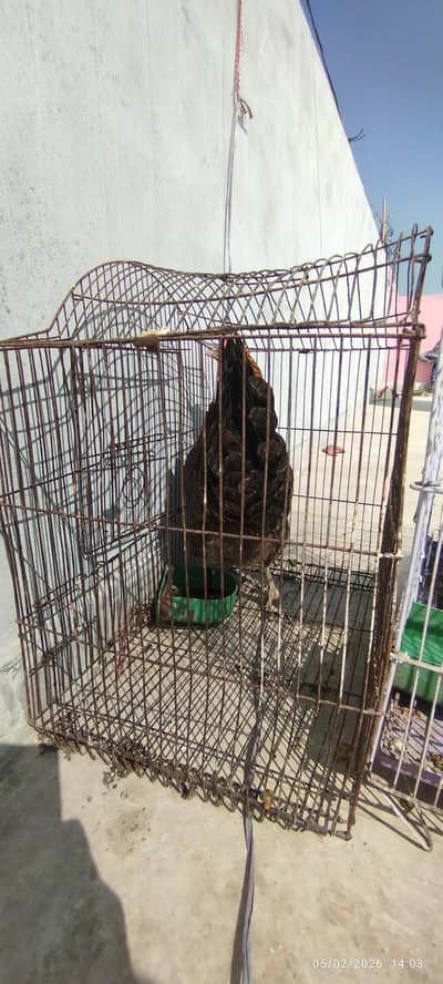 Hen Ready for egg laying