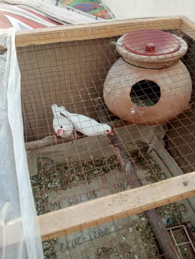 White Java Breeder Pair