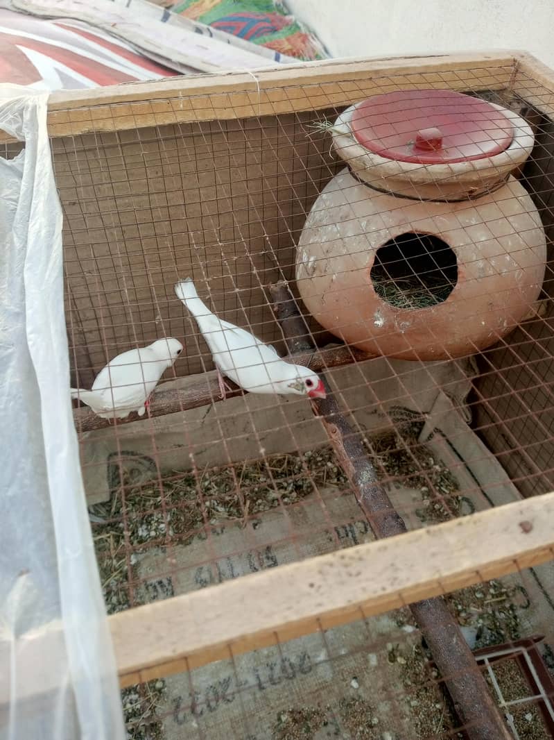 White Java Breeder Pair 1