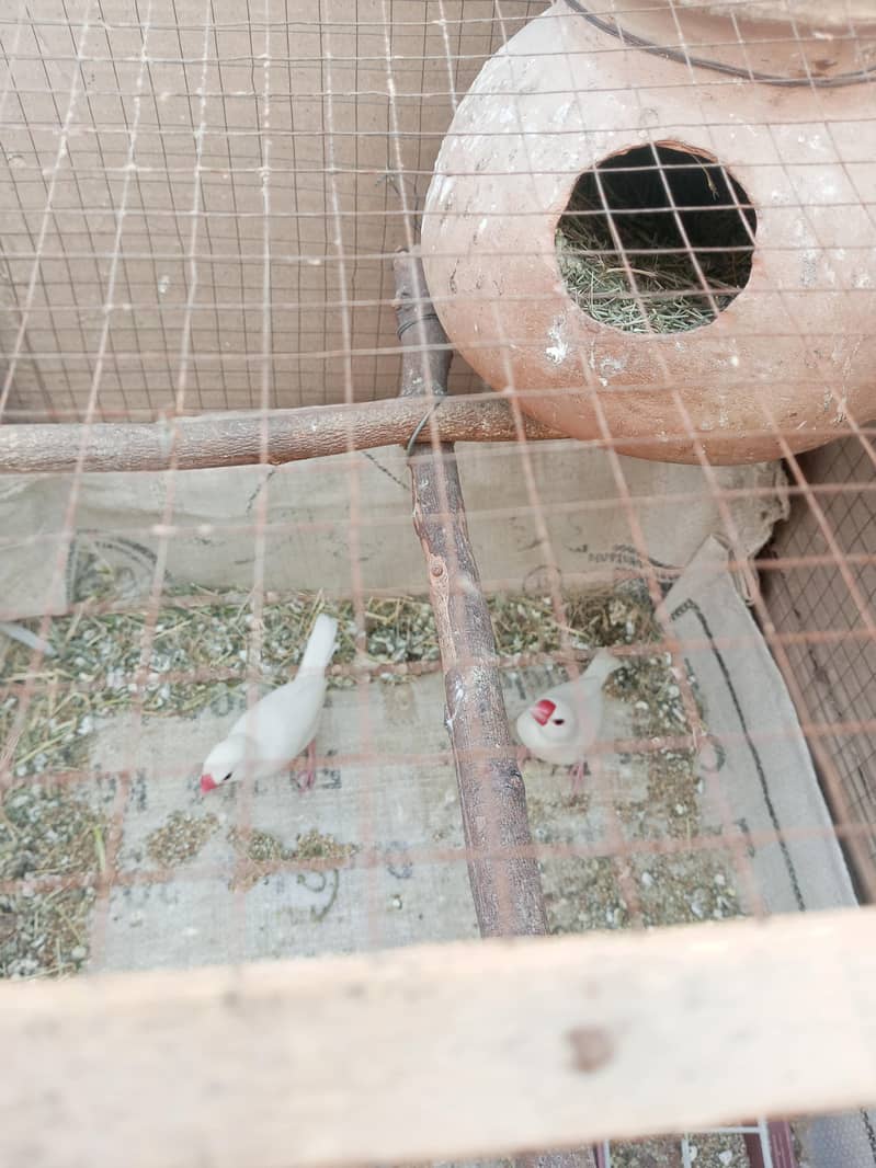 White Java Breeder Pair 2