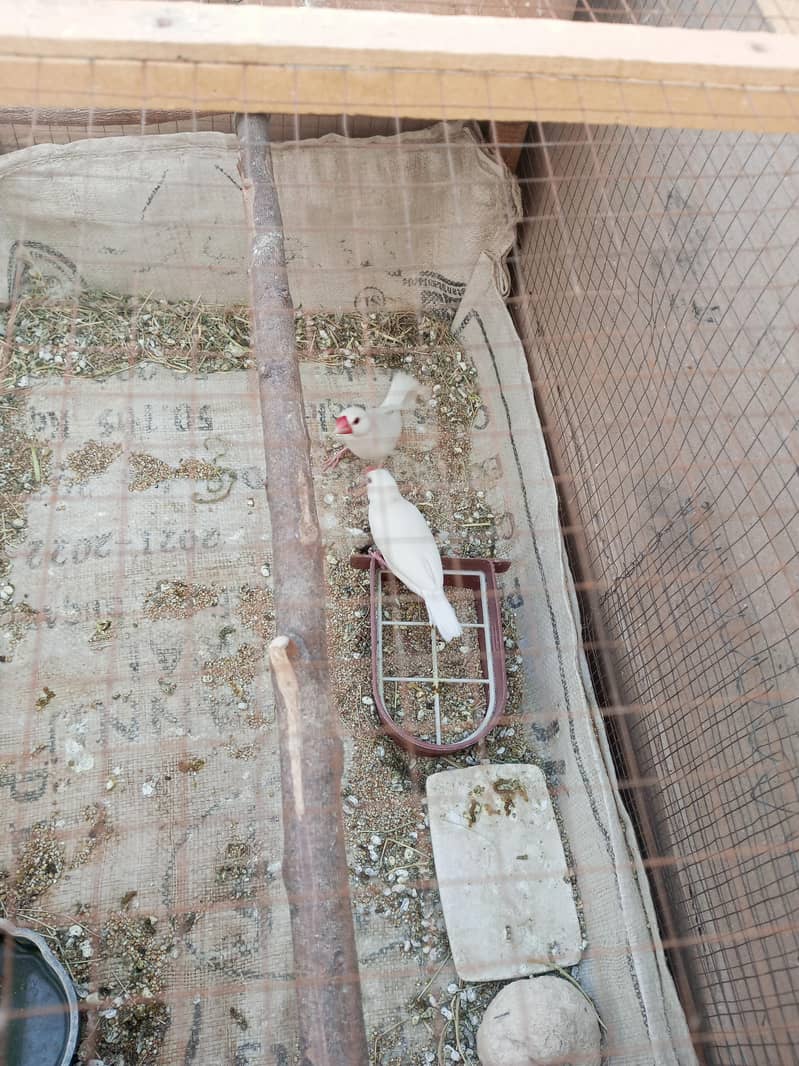 White Java Breeder Pair 3