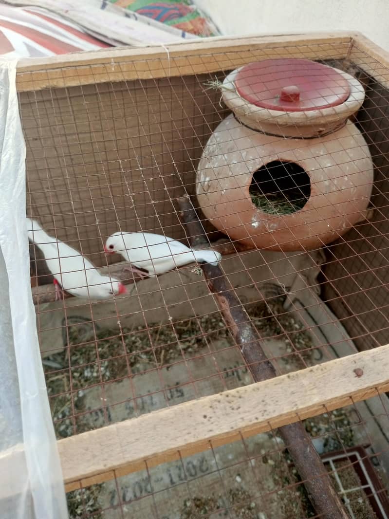 White Java Breeder Pair 4