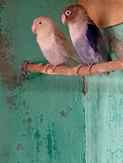 Lovebird pair 1 years 6 months