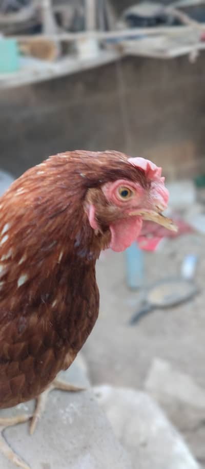 It is a "Lohmann brown" female