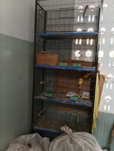 lotino parrot and Cage