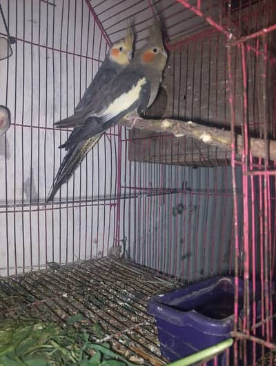 cocktail breeder pair