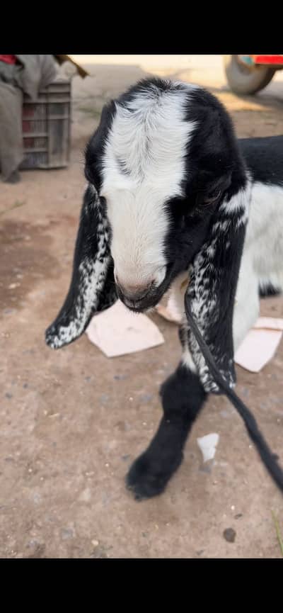 Nawab shah nasal kamori