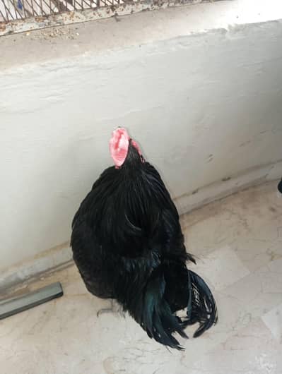 healthy, playful , beautiful