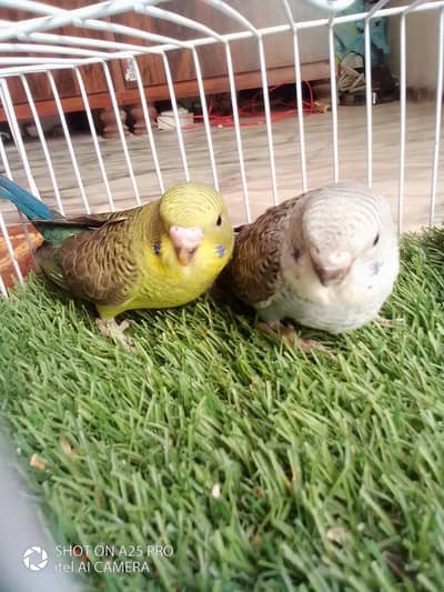 Black Face and Black Win