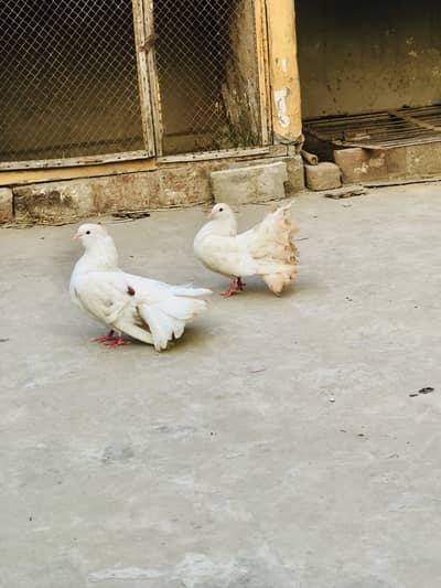 White lucky kaboter for sale