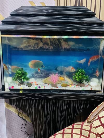 Fish Aquarium with 10 goldfishes