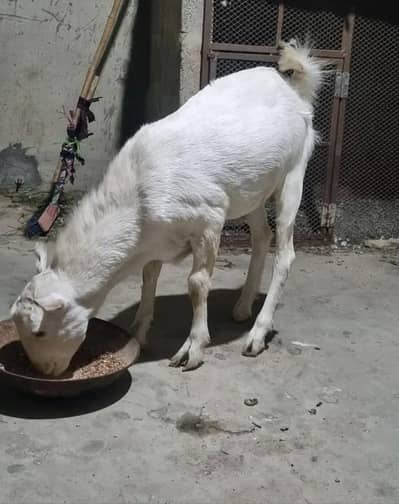 tedy barbri male for sale