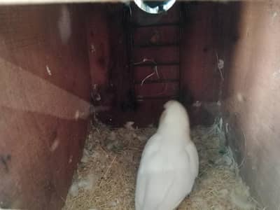 love bird breeders and pathy