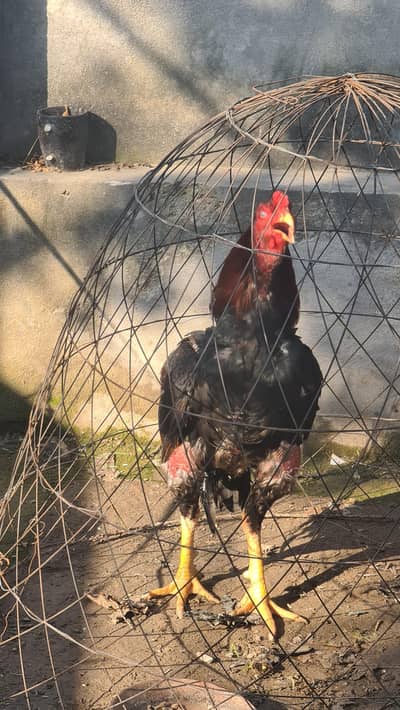 rooster lakha aseel patha