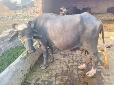 Bufflow 3.5 month ke sui he