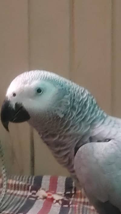 African Grey parrots