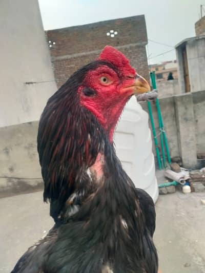 lassani aseel breedar murgha mazboot joor old blood 03105018329