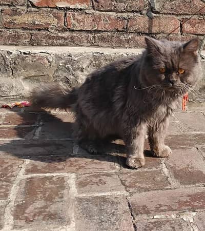 gray colour yellow eyes