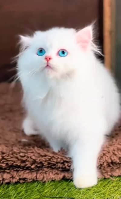 Persian Cats & Kittens for Sale may WhatsApp 03472175246