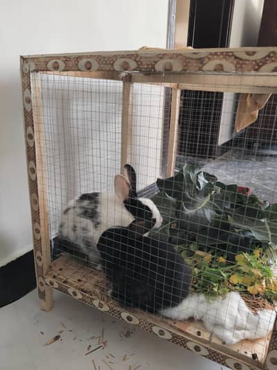 Rabbit pair