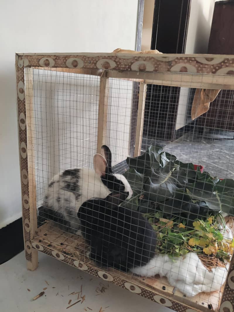 Rabbit pair 3
