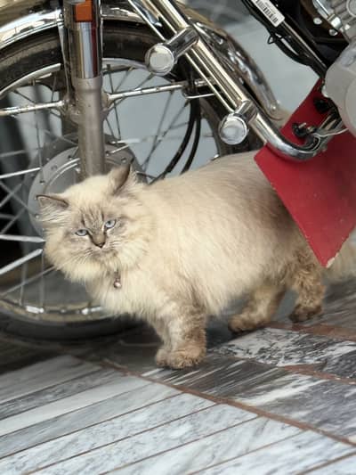 Persian cat colour white and brown whit 3 coat