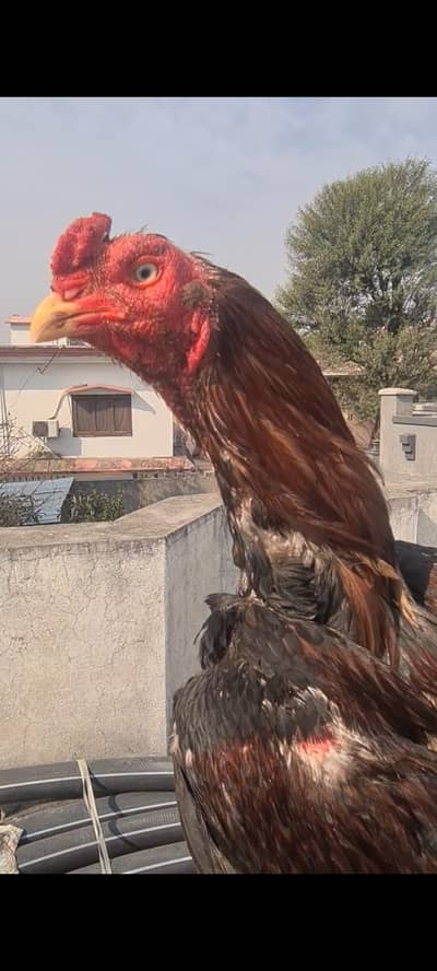 rooster lakha aseel patha urgent for sale