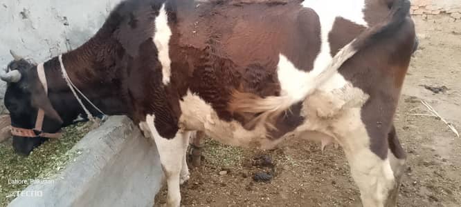 cows for sale Whatsapp 03258446351