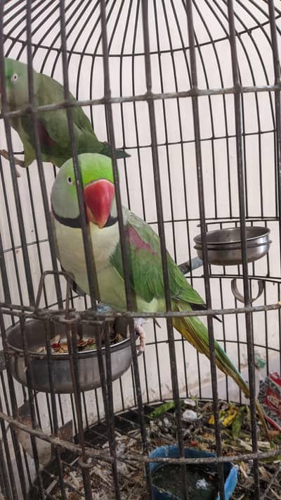 Alexander, kashmiri Parrots Pair