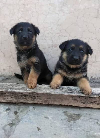 German Shepherd pappi pair long coat for sale
