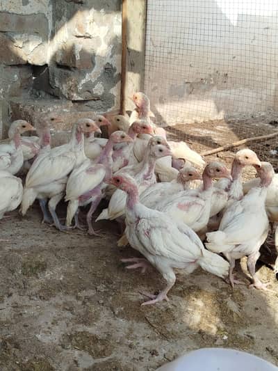 Aseel heera paper white chicks