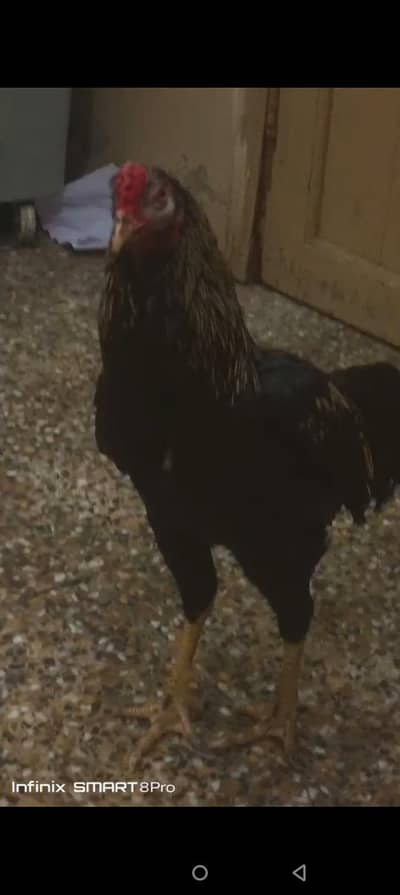 aseel Sindhi black sawa