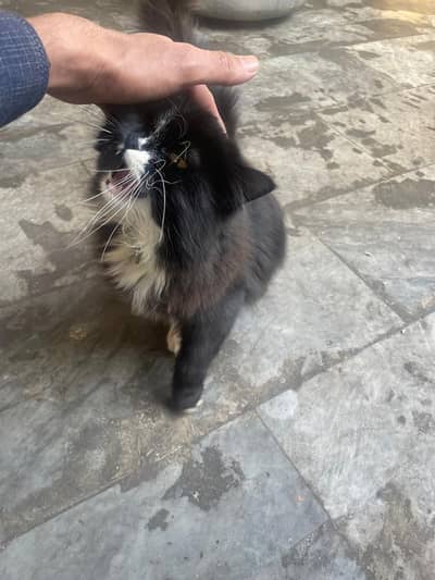 black white  persian cat female