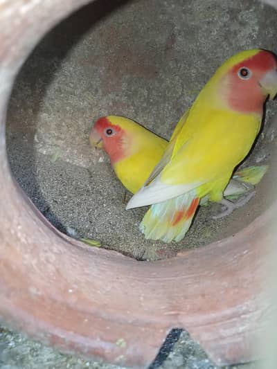 lotino pair red eyes