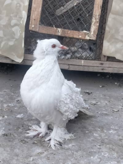 Frill Back Female For Sale