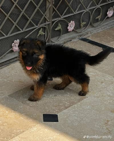 German Shepherd pappi mail long coat for sale