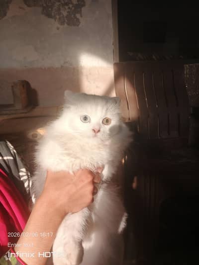persian colour eyes cat