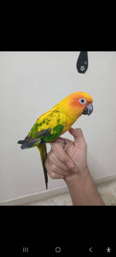Hand tamed  conure (sun conure,  pineapple conure)