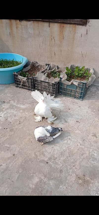 White American o kali chik 3417364953